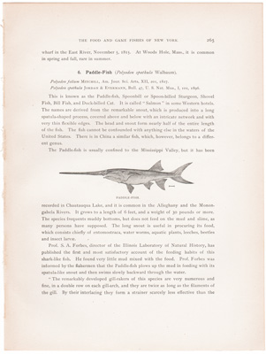 PADDLE-FISH / COMMON STURGEON